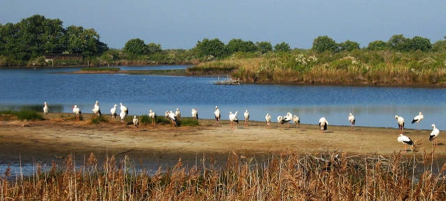 Cigognes sur l'estuaire de la Leyre. Le Bassin d'Arcachon est un environnement vulnérable et protégé. CC Pline 