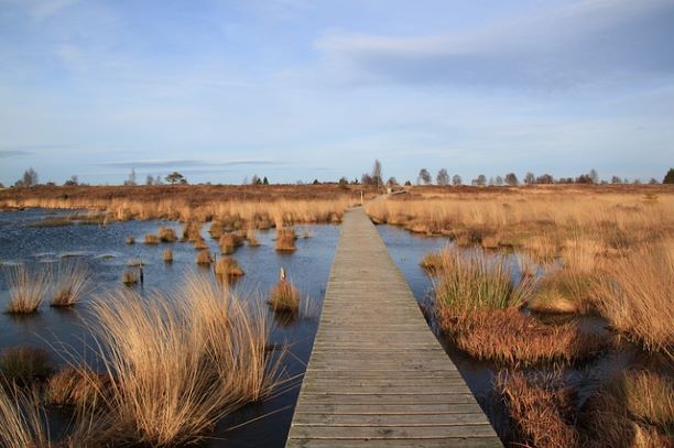 Cigognes sur l'estuaire de la Leyre. Le Bassin d'Arcachon est un environnement vulnérable et protégé. CC Pline